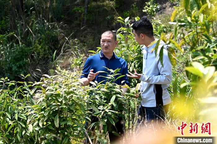 張高漢向參訪者介紹金花茶種植情況,?！埥鸫?攝